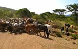 TANZANIA - Giovani pastori Masai - 2